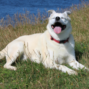 Happy white dog lying in grass by blue ocean