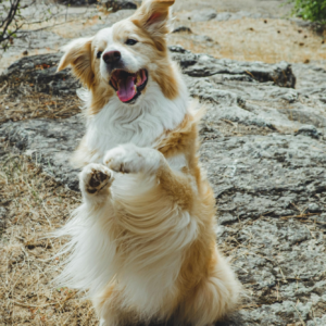 Happy golden Border Collie dog standing on hind legs outdoors on a rock.