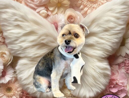 A cute morkie on a wing shaped rug and bed of flowers. Pet Pro Search helps you find top nearby groomers and pet salons.