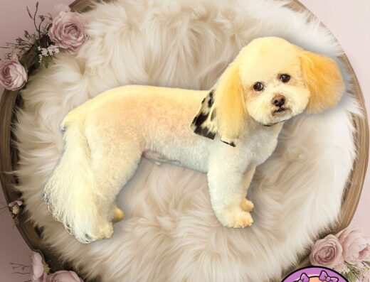An adorable bichon on a round bed. Pet Pro Search helps you locate skilled groomers near you.