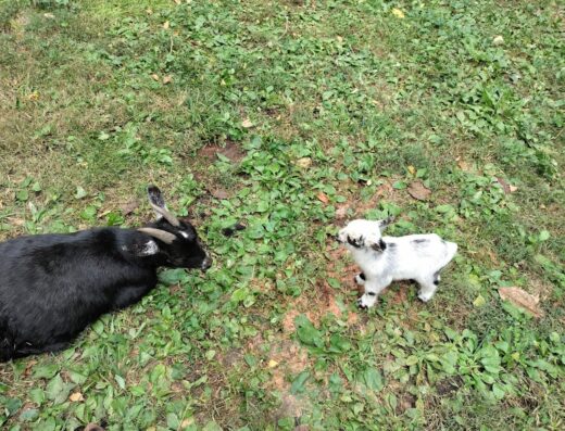 Agrarian Veterinary Services Llc