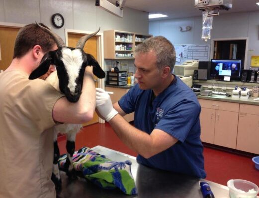 Animal Emergency Critical Care Of Lynchburg