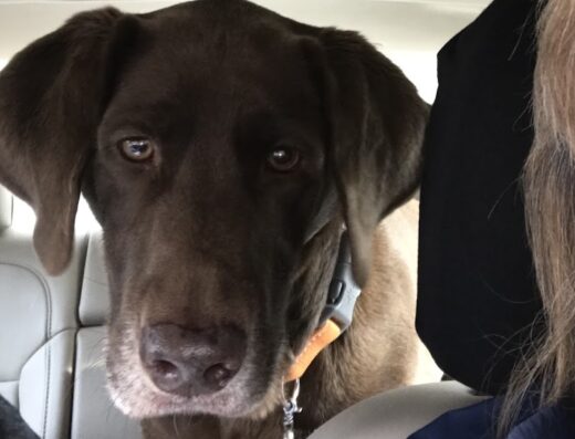 Animal Hospital Of Ivy Square