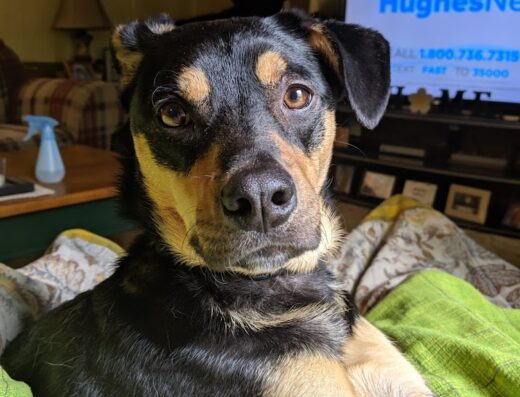 Blue Ridge Animal Clinic