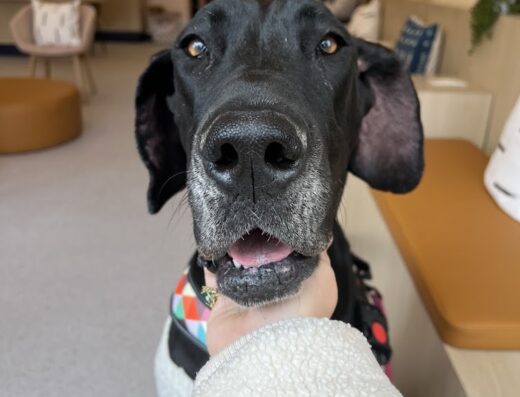 Bond Vet Logan Circle