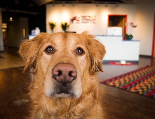 District Veterinary Hospital Brookland