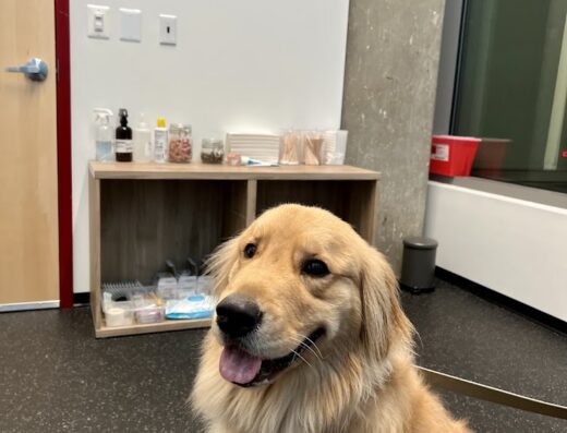 District Veterinary Hospital Navy Yard