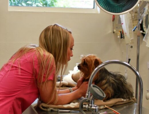 Georgetown Veterinary Hospital