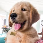 Golden Retriever puppy with tongue out wearing a bone-shaped tag. Cute, happy dog indoors.