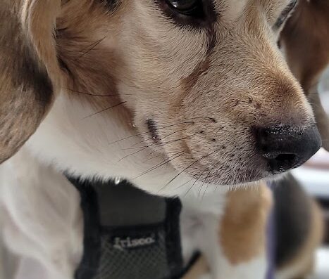 James City Veterinary Clinic