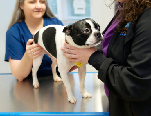 Lake Forest Animal Hospital