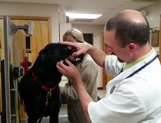 Ridgewood Animal Hospital