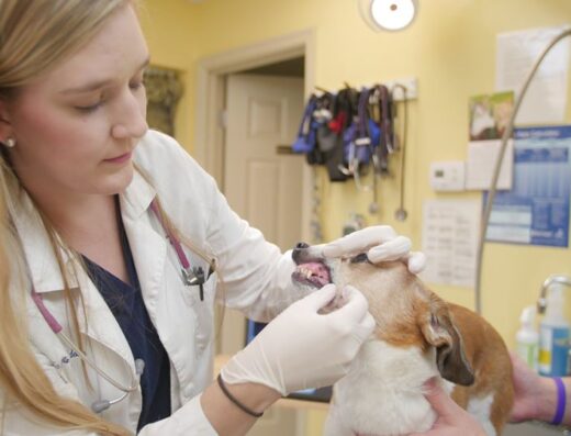 Ruckersville Animal Hospital