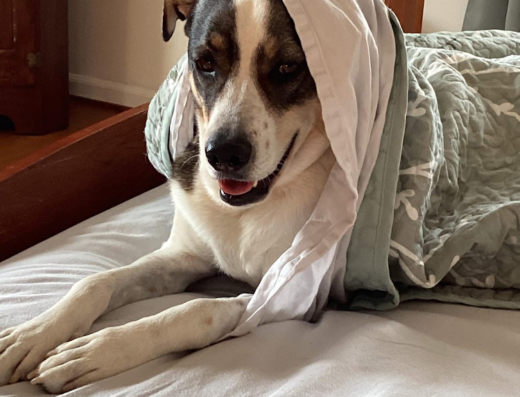 Westwood Animal Hospital