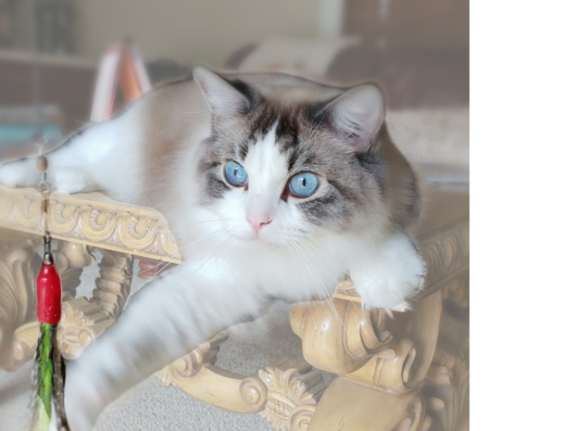 Ragdoll cat with striking blue eyes lounging on an ornate wooden table.