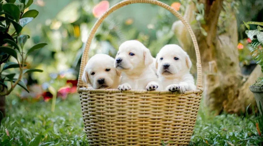 Paws and Celebrate: Your August 2026 Pet Holiday & Event Guide!
